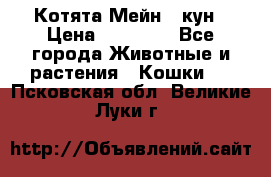 Котята Мейн - кун › Цена ­ 19 000 - Все города Животные и растения » Кошки   . Псковская обл.,Великие Луки г.